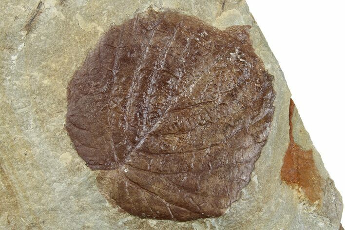 Fossil Leaf - Montana #262540